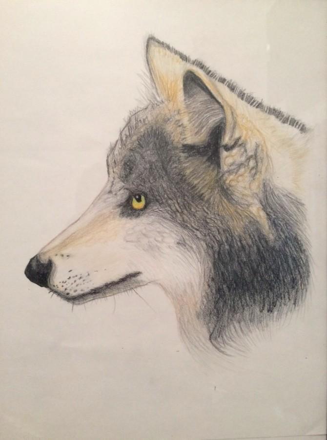 Sophomore Brady Young  drew this wolf in colored pencil.  It is entitled "The Lone Wolf".  