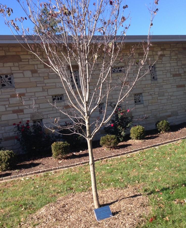 The tree dedicated to Ms. Tucci standing outside of the chapel.