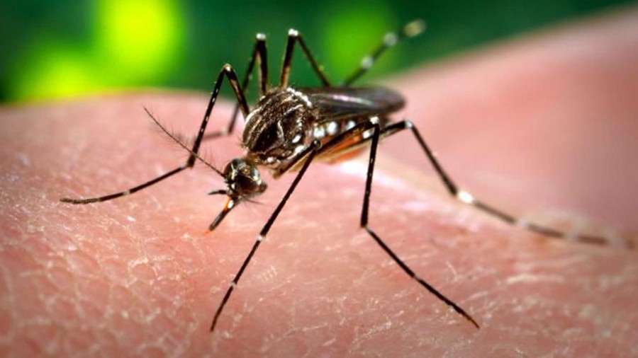 Zika: Tiny Insects, Tragic Impact