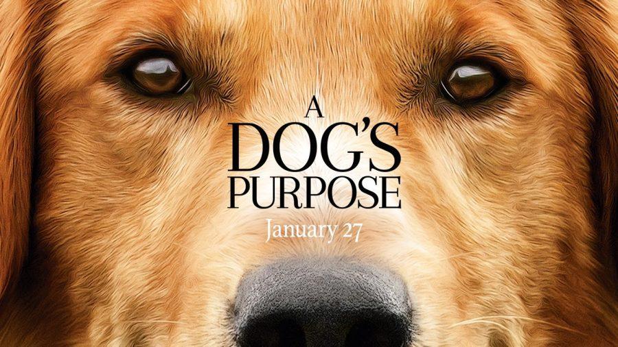 The Story of Man’s Best Friend: A Dog’s Purpose