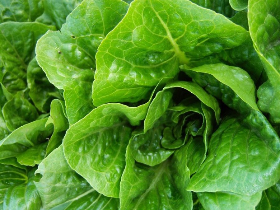 Lettuce Lunacy: FDA Recall On Romaine Strikes Fear Into The Nation