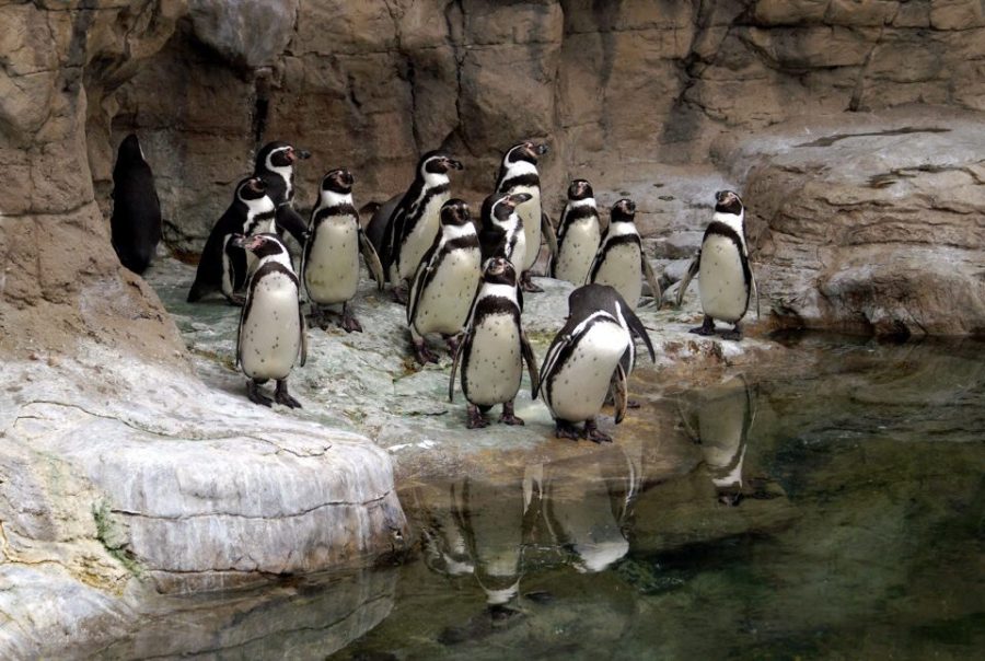 Penguins in their typical enclosure at the St. Louis zoo. 