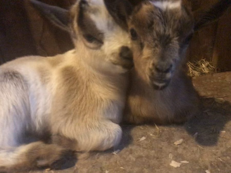 Lexis new baby goats, Lilly and Gilly, cuddled up next to eachother 