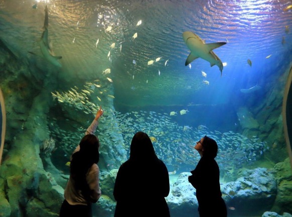 The St. Louis Aquarium is a great new summer attraction! 