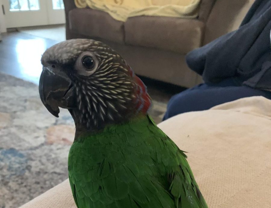 Parrots are uncommon pets, but can be just as lovable. 