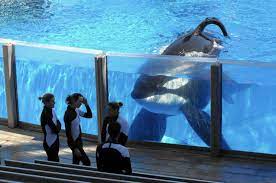 Tilikum stares at his SeaWorld trainers from his pool. 
