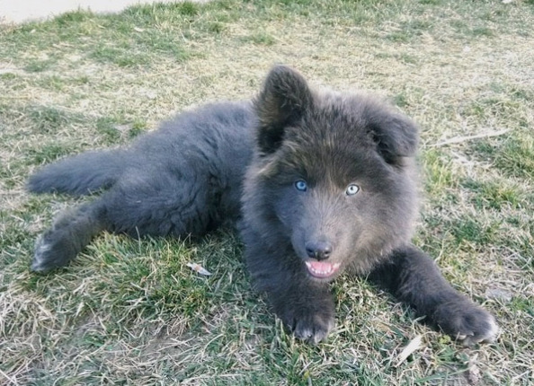 The Blue Bay Shepherd puppy at a few months old